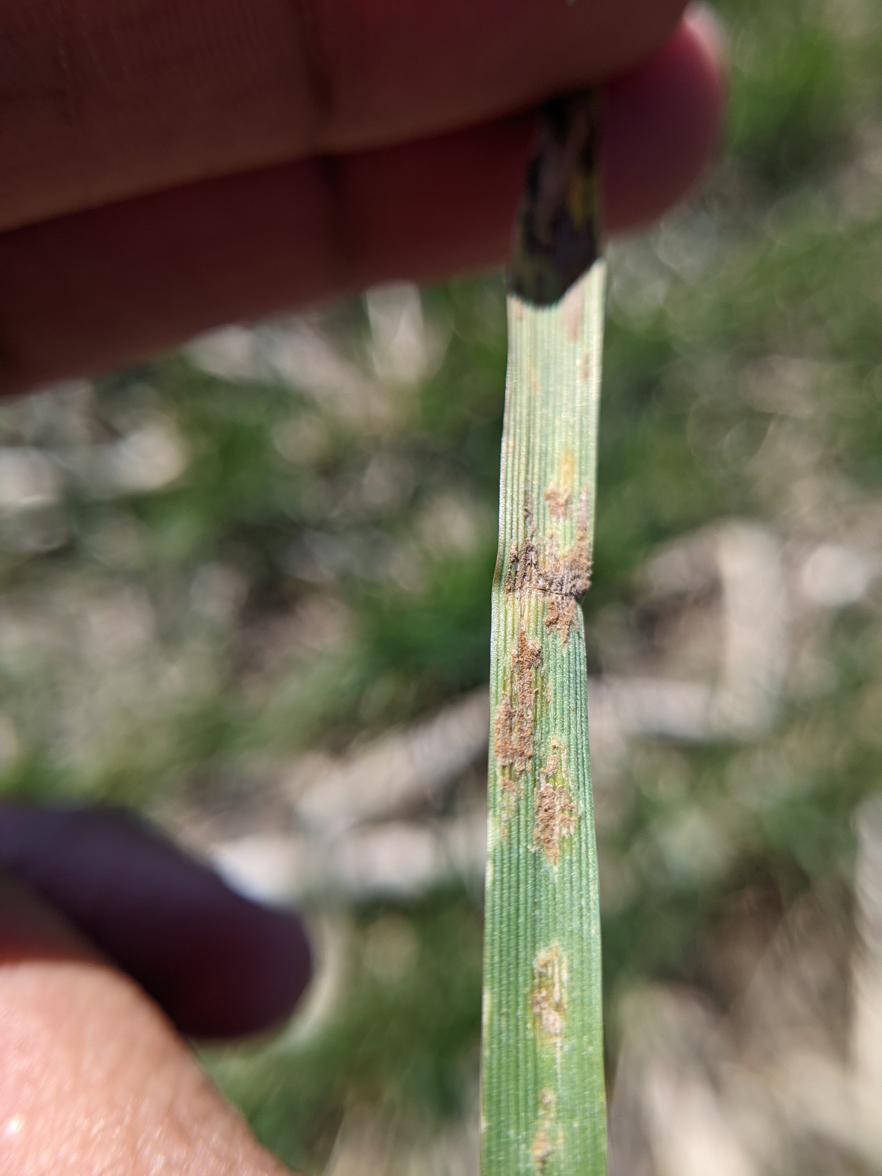 Christine Charles WW 4 14 25.jpg